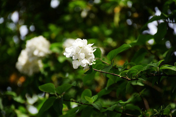 重慶市生態(tài)環(huán)境監(jiān)測中心打造“美麗水源E衛(wèi)士”系統(tǒng)：守護(hù)超大城市飲水安全防線